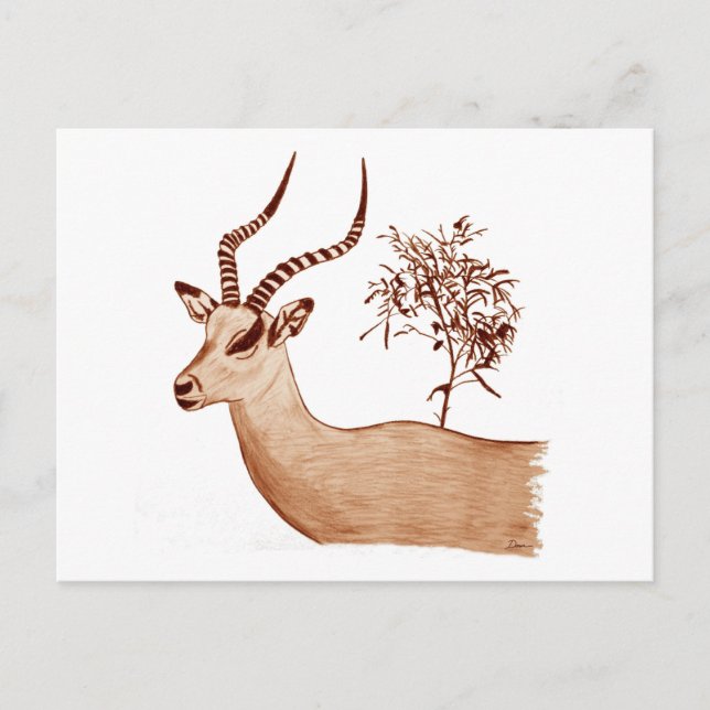 Impala Antelope Animal Wildlife Drawing Sketch Postcard (Front)
