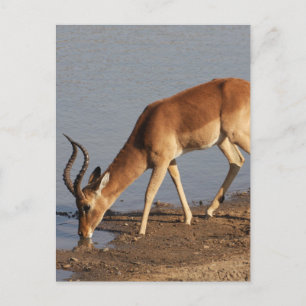 Impala antelope drinking at the waterhole photo holiday postcard