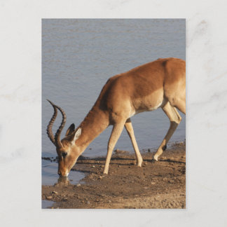 Impala antelope drinking at the waterhole photo holiday postcard
