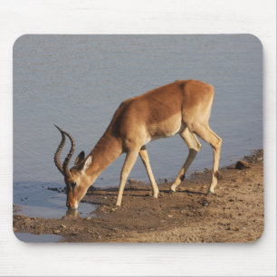 Impala antelope drinking at the waterhole photo mouse pad