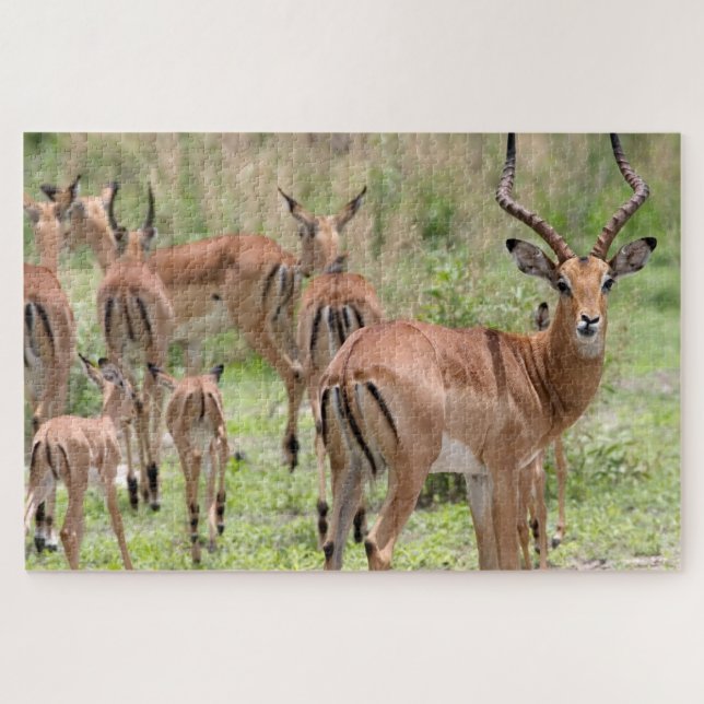 Impala In The Okavango Delta Jigsaw Puzzle (Horizontal)
