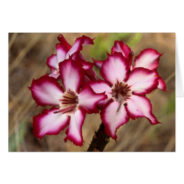 Impala Lily (Adenium Multiflorum), Kruger (Devant horizontal)