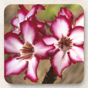 Impala Lily (Adenium Multiflorum), Kruger Coaster