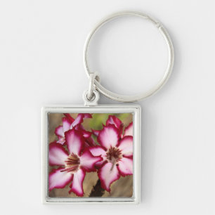 Impala Lily (Adenium Multiflorum), Kruger Keychain