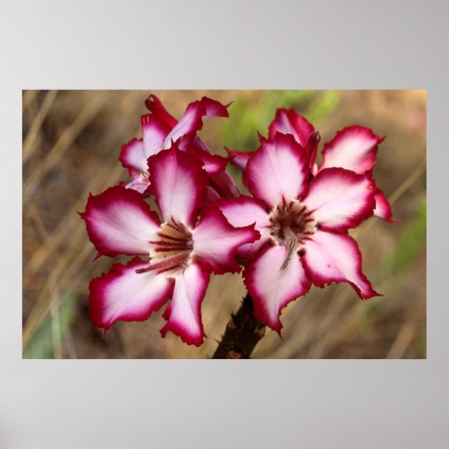 Impala Lily (Adenium Multiflorum), Kruger Poster (Front)