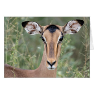 Impala Portrait