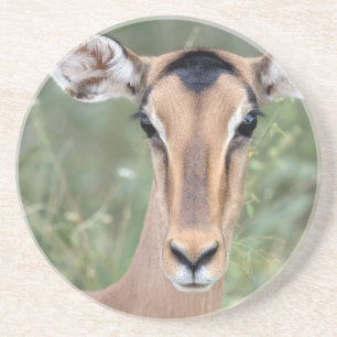 Impala Portrait Coaster