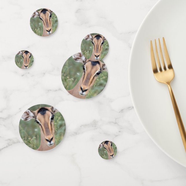 Impala Portrait Confetti (Group)