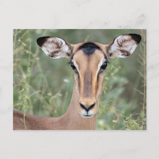 Impala Portrait Postcard (Front)