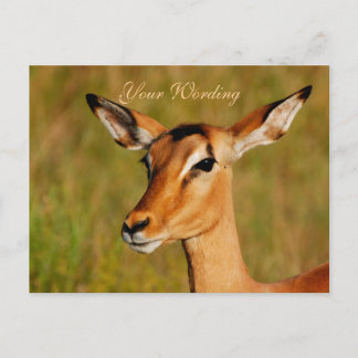 Impala safari animals greeting postcard