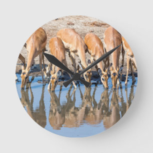 Impalas at the waterhole round clock