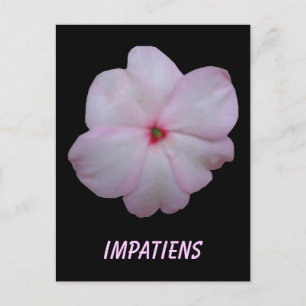 Impatiens Customizable Postcard