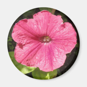 Impatiens Dark Pink Magnet