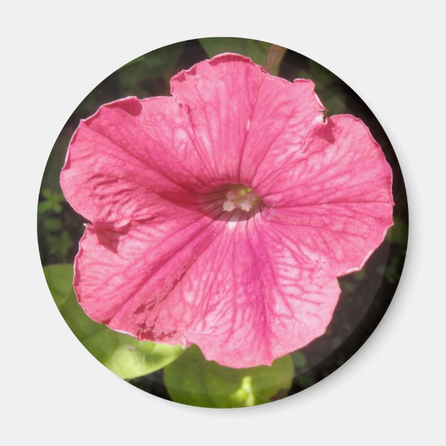 Impatiens Dark Pink Magnet (Front)