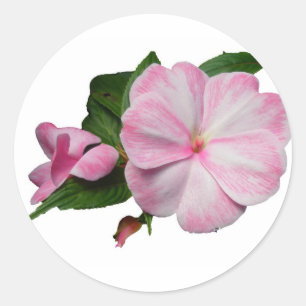 Impatiens Pink Stickers