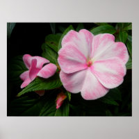 Impatiens Pink White Poster