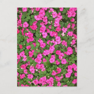Impatiens Postcard
