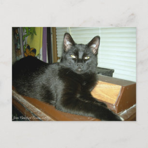 Imperial kitty postcard