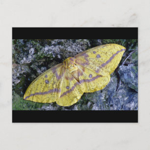 Imperial Moth postcard. Postcard