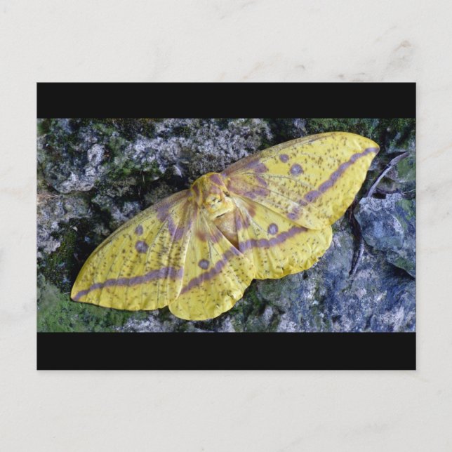 Imperial Moth postcard. Postcard (Front)