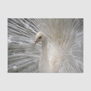 Imperial Peacock Tissue Paper