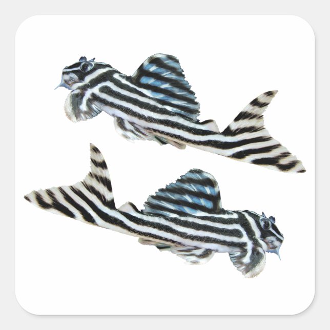 “Imperial Zebra Pleco”の優良製品 Square Sticker (Front)