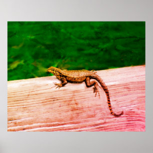 Impression acrylique du lézard de queue de curle c