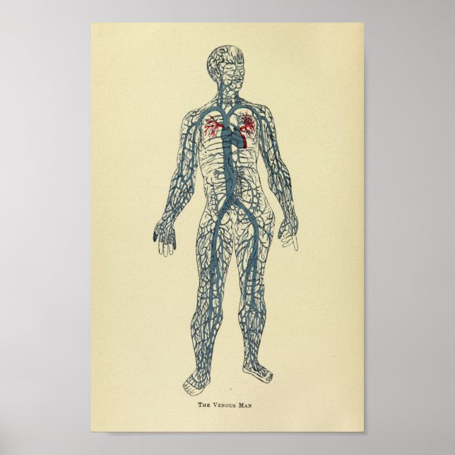 Impression Anatomie des veines 1920 vintage (Devant)