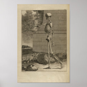 Impression anatomique squelette vintage 1749