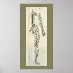 Impression anatomique vintage 1686 Nerves