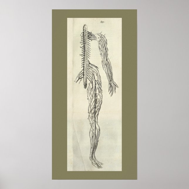Impression anatomique vintage 1686 Nerves (Devant)