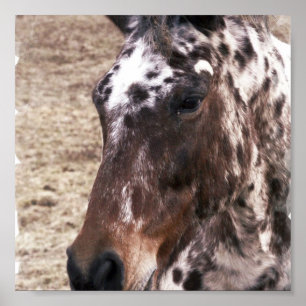 Impression Appaloosa Stallion