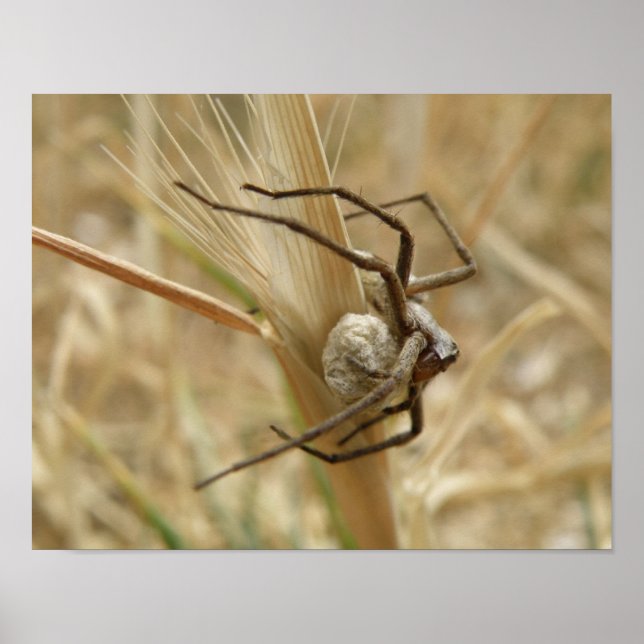 Impression araignée et sac d'oeufs (Devant)