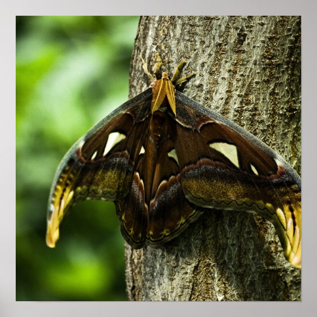 Impression Attacus Atlas (Devant)