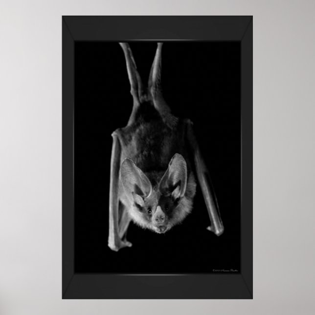 Impression Bat (Devant)