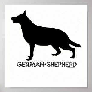 Impression berger allemande
