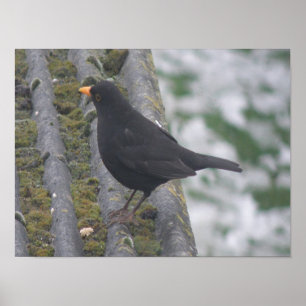 Impression Blackbird