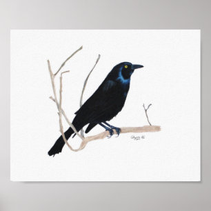 Impression Blackbird 8x10