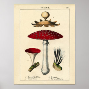Impression botanique - Champignons et champignons