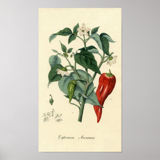 Impression Botanique - Chili - Capsicum Annuum (Devant)