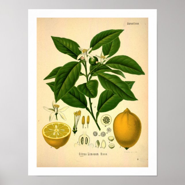 Impression botanique de citron (Devant)