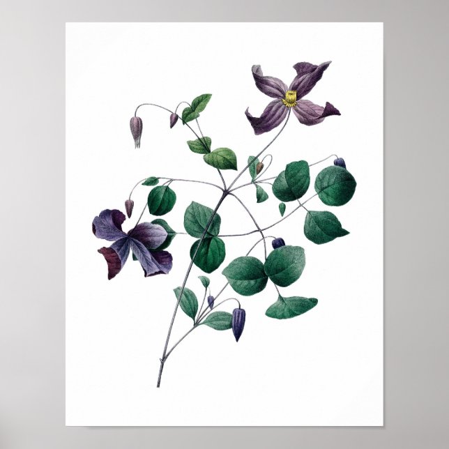 Impression botanique de CLEMATIS original par Redo (Devant)