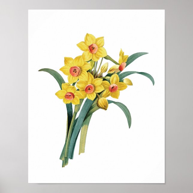 Impression botanique de DAFFODILS original par Red (Devant)