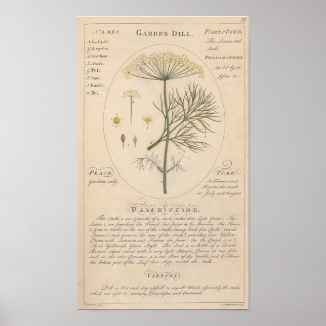 Impression botanique de Garden Dill (Devant)