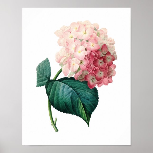 Impression botanique de HYDRANGEA original par Red (Devant)