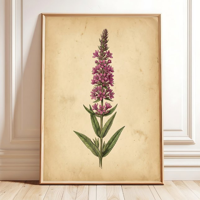 Impression botanique de Lythrum vintage (Créateur téléchargé)