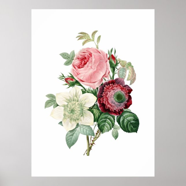 Impression botanique de ROSES originaux par Redout (Devant)