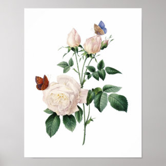 Impression botanique de ROSES originaux par Redout