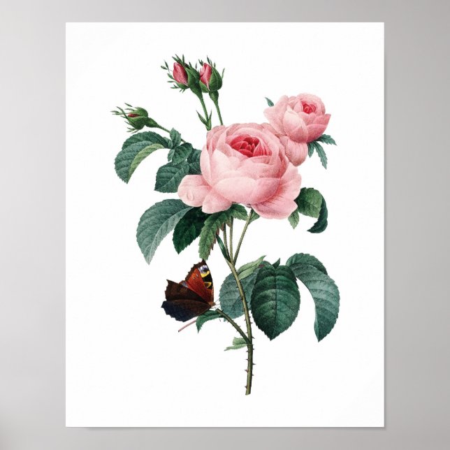 Impression botanique de ROSES originaux par Redout (Devant)