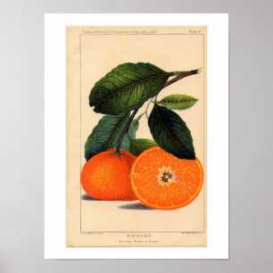 Impression botanique de Satsuma